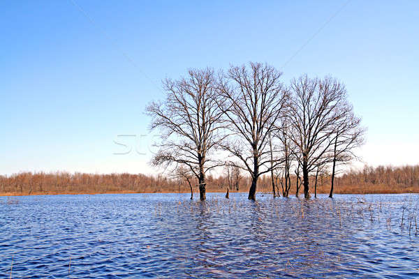 tree in water Stock photo © basel101658