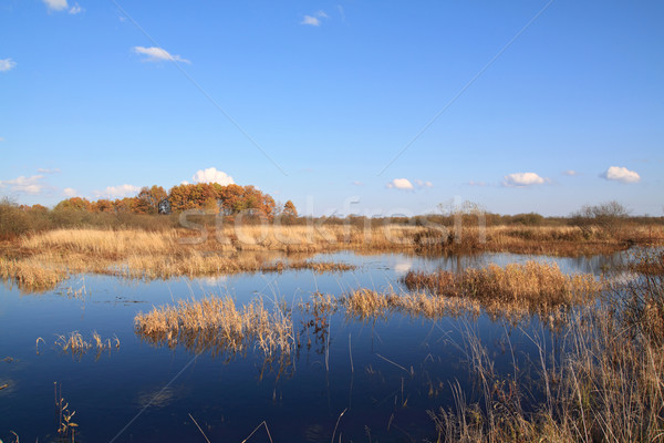 Kicsi folyó ősz mező víz fű Stock fotó © basel101658