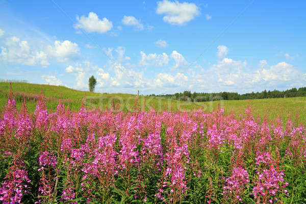 mauve flowerses on field Stock photo © basel101658