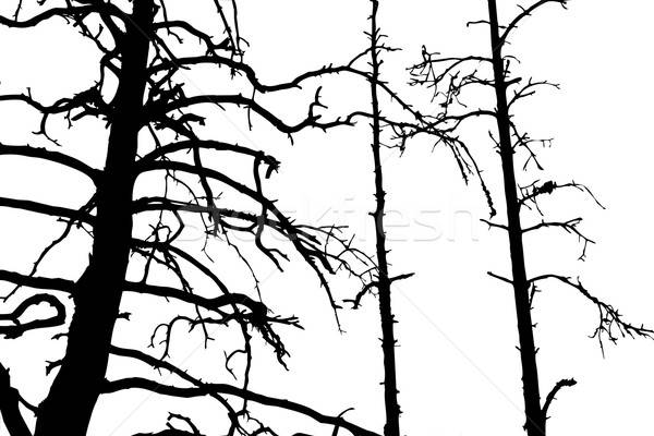 vector drawing Stock photo © basel101658