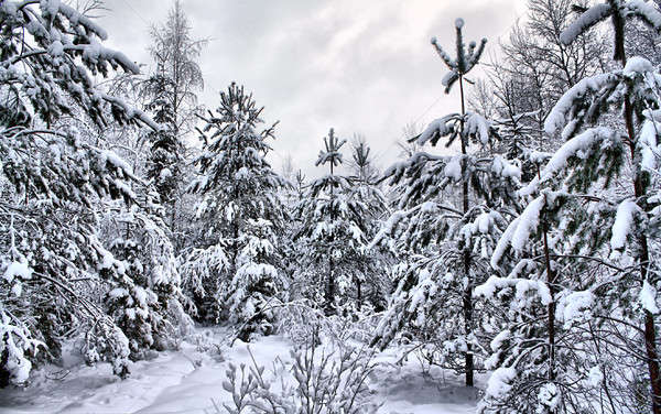Foto d'archivio: Albero · neve · cielo · legno · campo · foglie