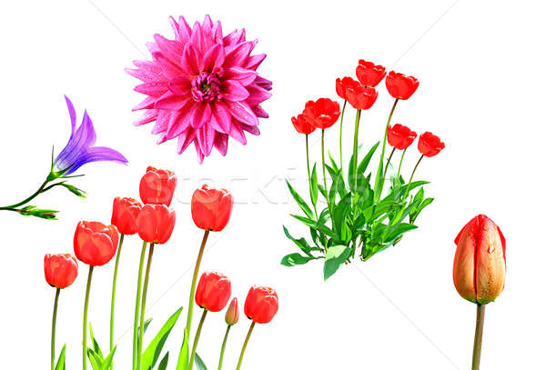 Stock photo: tulip, dahlia, campanula on white background
