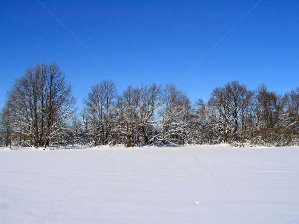 Winter hout bos sneeuw veld Blauw Stockfoto © basel101658