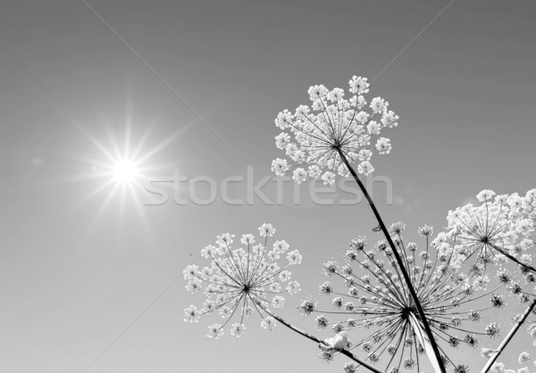 hogweed Stock photo © basel101658