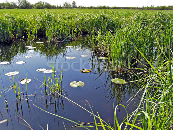 Pequeño lago campo agua primavera naturaleza Foto stock © basel101658