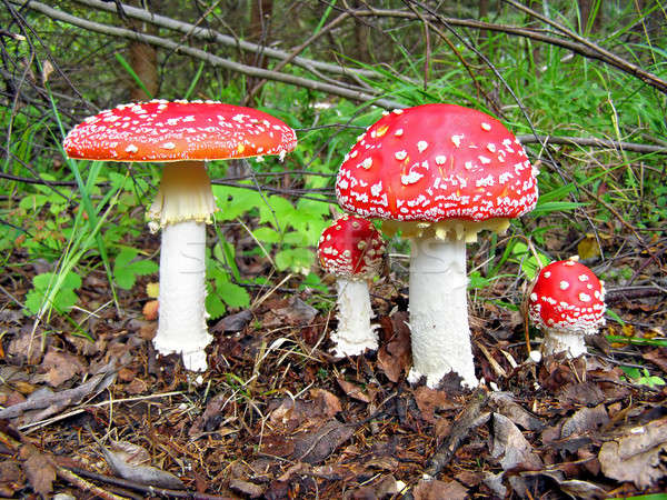 Stock photo: agarics   