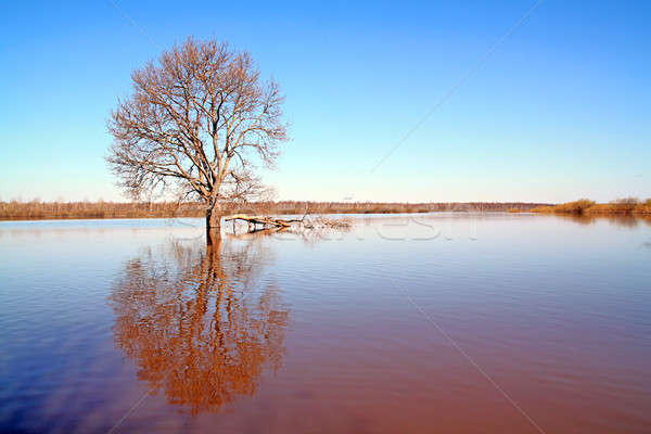 spring flood Stock photo © basel101658