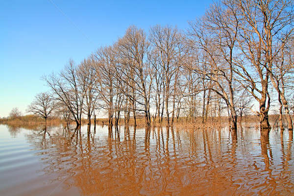 Primavera inundação água floresta paisagem piscina Foto stock © basel101658