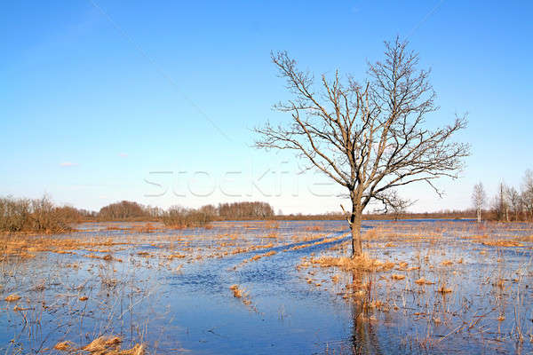 tree in water Stock photo © basel101658