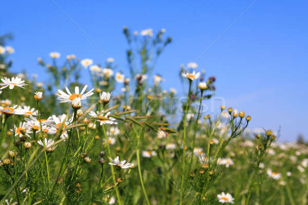 Stock photo: daisywheels on field