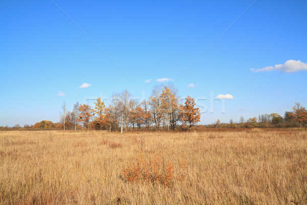 oak on autumn field Stock photo © basel101658
