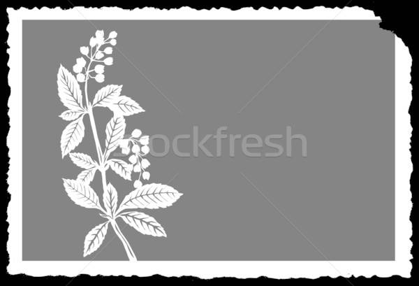Vektor rajz növény terv levél gyümölcs Stock fotó © basel101658