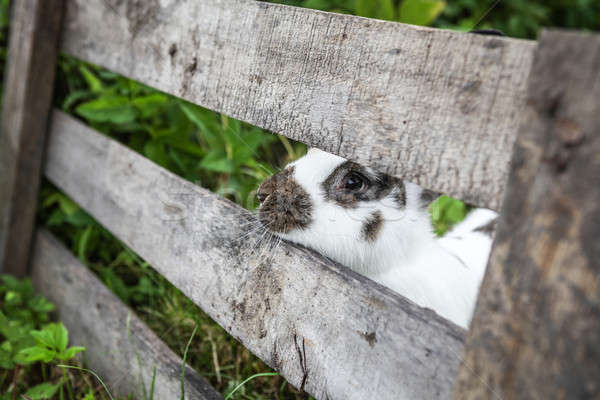 Stockfoto: Nieuwsgierig · konijn · klein · achter · hek · land
