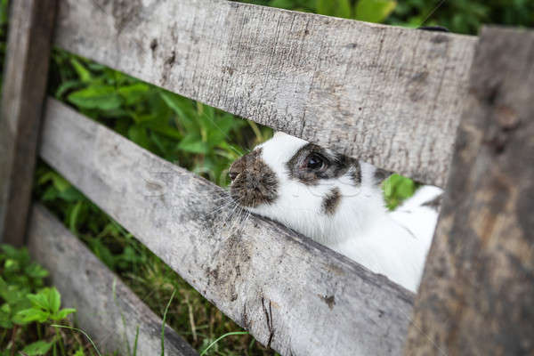 [[stock_photo]]: Curieux · lapin · faible · derrière · clôture · pays