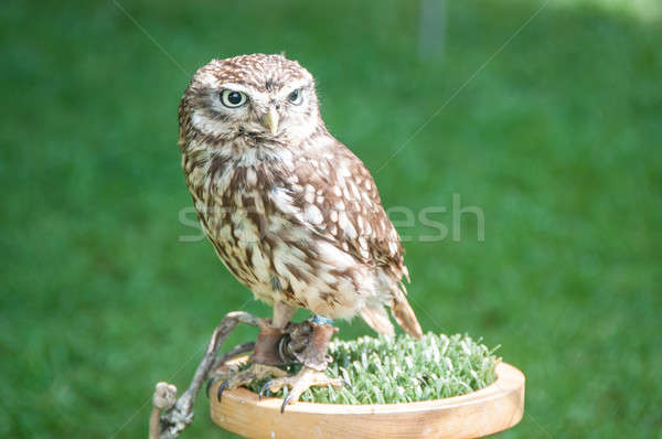 Owl Stock photo © bayberry