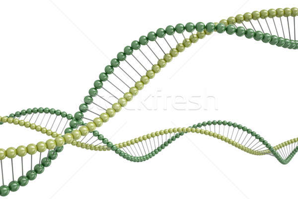 DNA Stock photo © bayberry