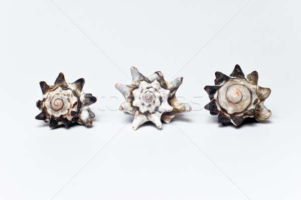 Three seashells
 Stock photo © bayberry