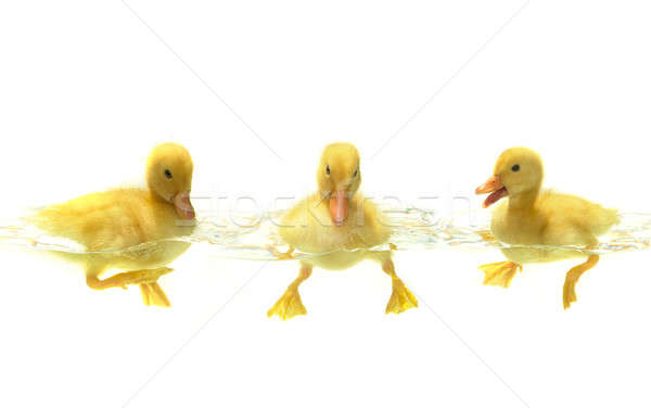 three duck  Stock photo © bazilfoto