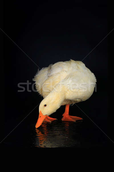 Canard blanche noir nature oiseau Homme Photo stock © bazilfoto