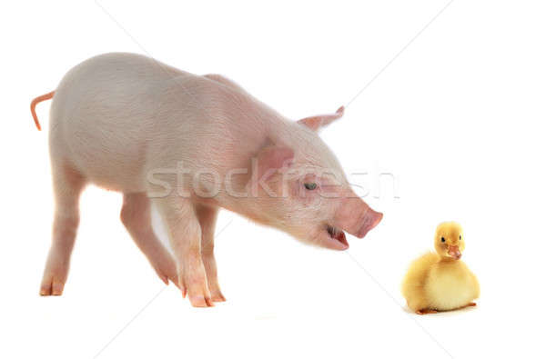 duck and pig Stock photo © bazilfoto