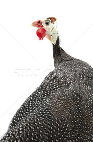 portrait Guinea fowl Stock photo © bazilfoto