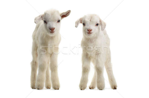  two goat Stock photo © bazilfoto