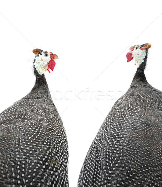 Twee portret gevogelte geïsoleerd witte studio Stockfoto © bazilfoto
