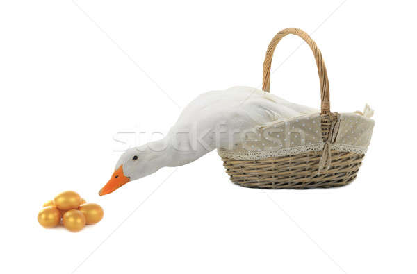 Stock photo: duck 
