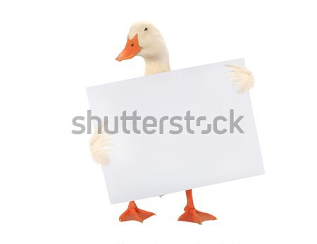 Blanco pato hoja periquito escrito texto Foto stock © bazilfoto