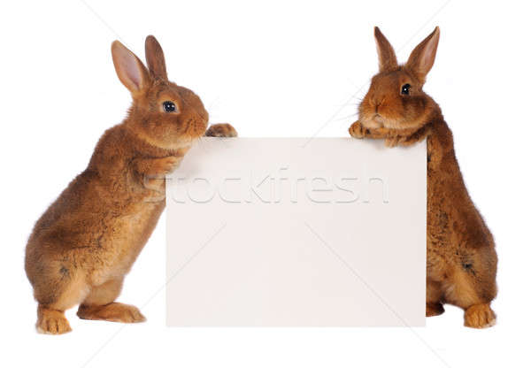 Nyul Stock Fotok Kepek Es Grafikak Oldal 8 Stockfresh