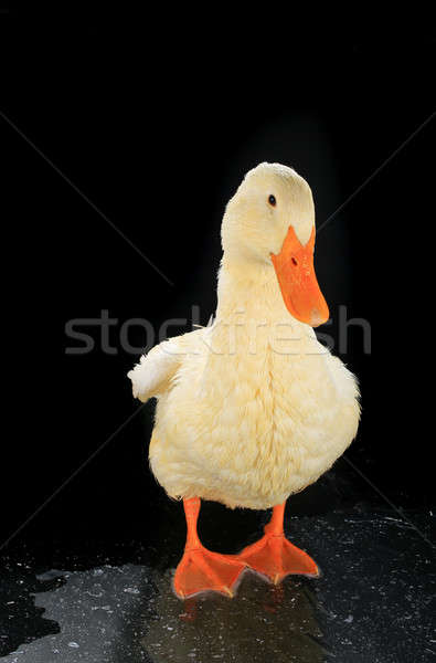 duck white Stock photo © bazilfoto