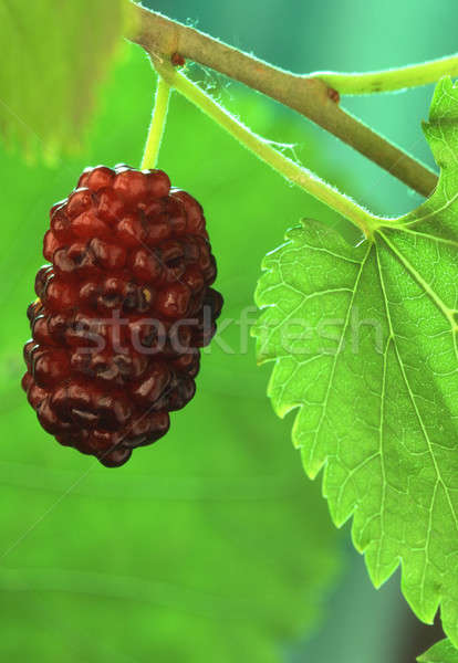 Maulbeere Obst Gesundheit Konzept Produkt close-up Stock foto © bazilfoto