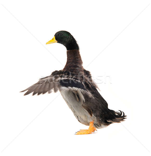 Ente weiß Natur weiblichen männlich schönen Stock foto © bazilfoto