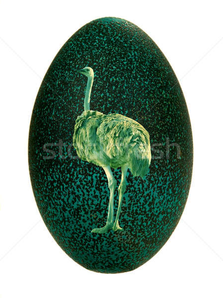 egg emu Stock photo © bazilfoto