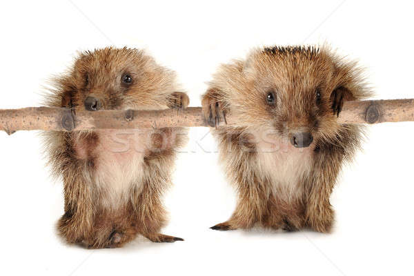 two hedgehog Stock photo © bazilfoto