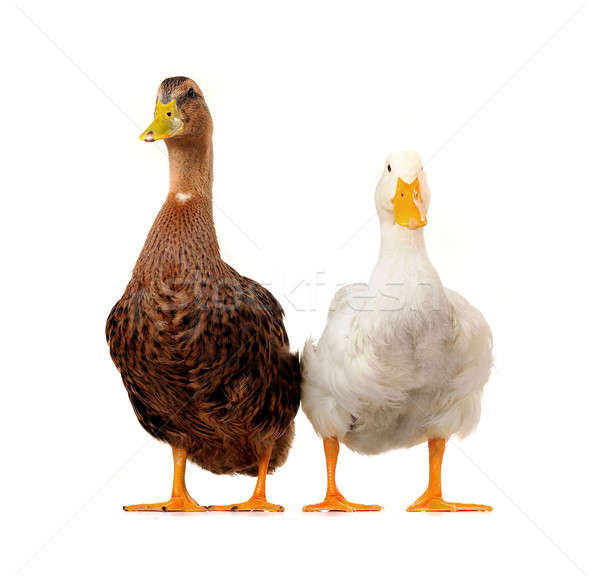  two duck Stock photo © bazilfoto