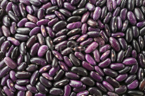 haricot violet; Stock photo © bazilfoto