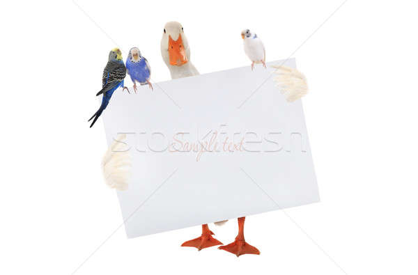 Blanco pato hoja periquito escrito texto Foto stock © bazilfoto