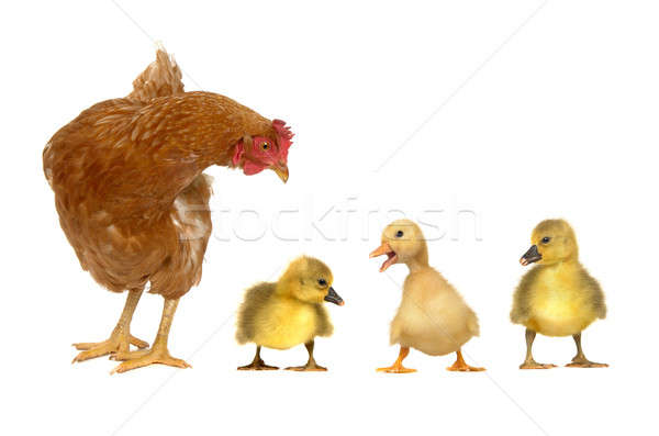 Tyúk csirke tojás toll hús fiatal Stock fotó © bazilfoto