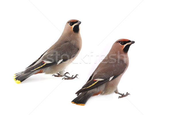Bohém kettő háttér madár toll citromsárga Stock fotó © bazilfoto