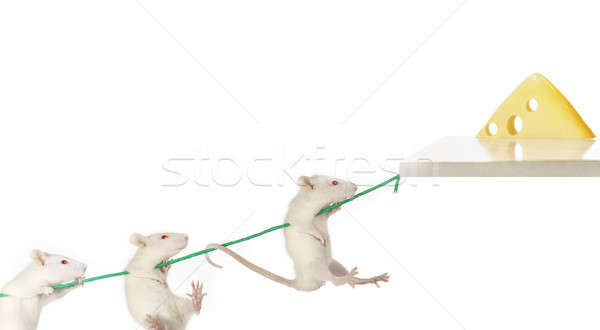 Rat Stock photo © bazilfoto