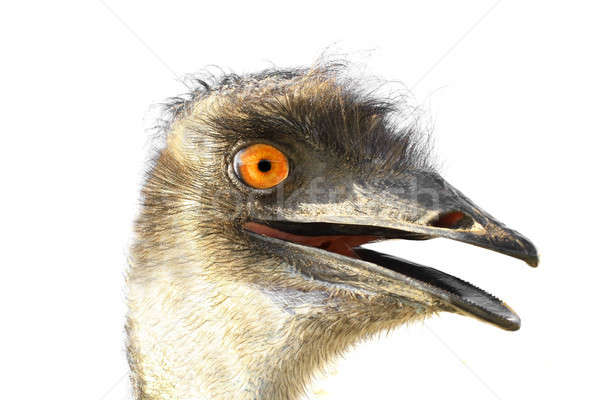 Portret emeu izolat alb pasăre pană Imagine de stoc © bazilfoto