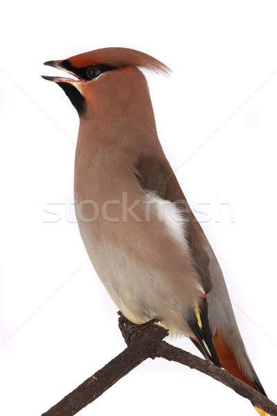 Bohemio fondo aves pluma amarillo medio ambiente Foto stock © bazilfoto