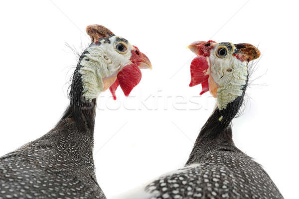 two portrait Guinea fowl Stock photo © bazilfoto