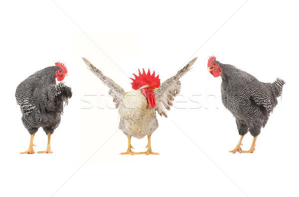 roosters Stock photo © bazilfoto