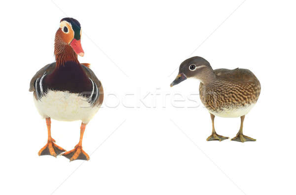 male mandarin duck Stock photo © bazilfoto