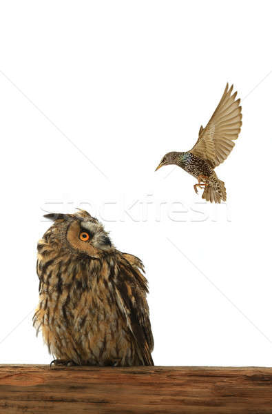 owl and starling Stock photo © bazilfoto