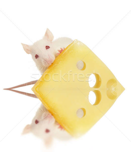 Rat Stock photo © bazilfoto