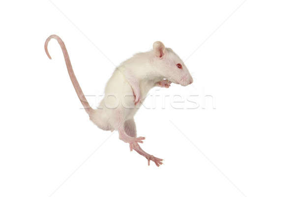 Rat Stock photo © bazilfoto