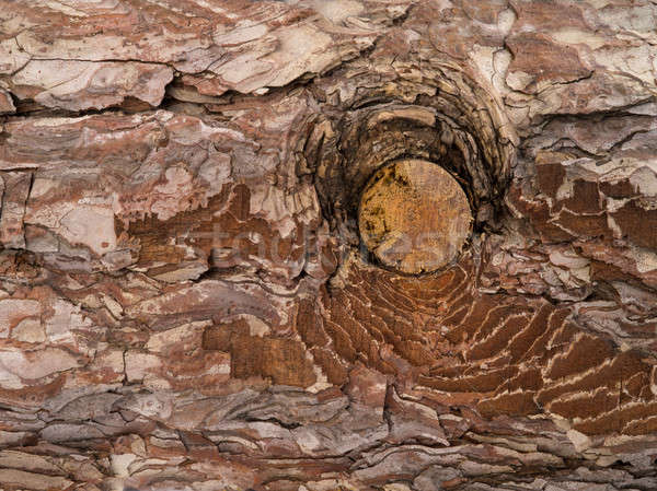 Braun alten Textur Rinde Baum Holz Stock foto © bazilfoto